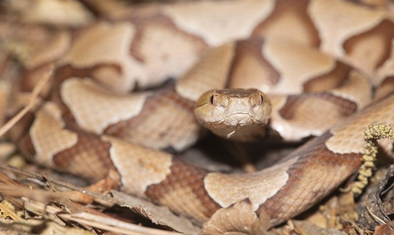 A Southern Copperhead Snake in North Carolina