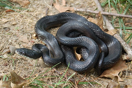 Rat Snakes in North Carolina