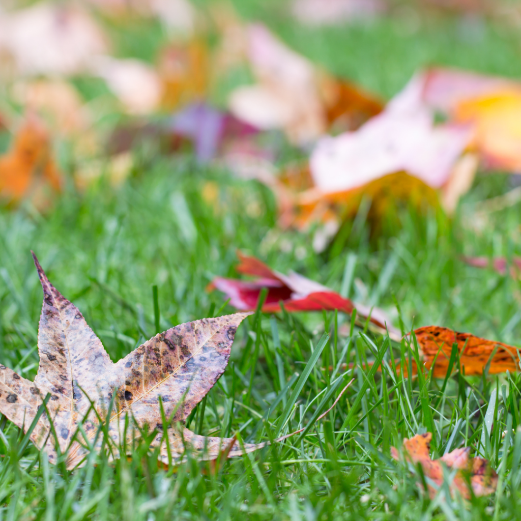 Fall Leaves in NC
